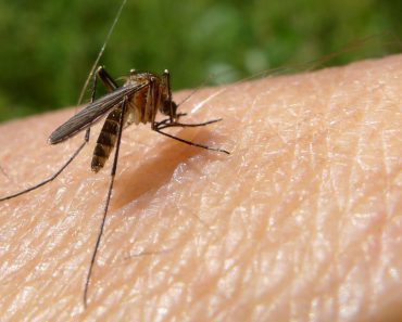 Keep mosquitoes away with these simple tricks!